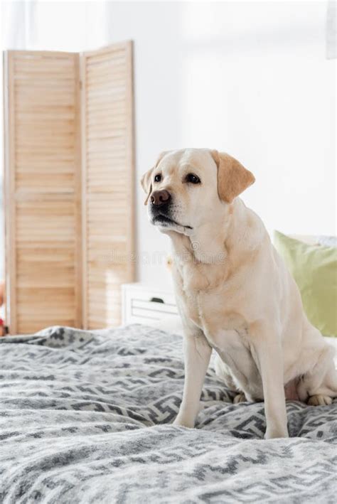 Labrador Sentado En Casa En Suave Foto De Archivo Imagen De Comodidad Perro