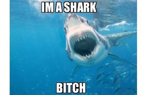 The 25 Funniest Shark Memes Sharks Pinterest Shark Shark Week