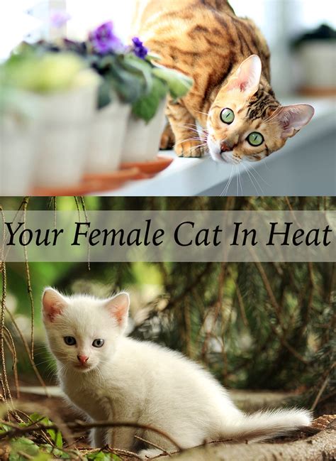 Learn the signs and how to prevent pregnancy, even if her cycle has begun. Your Female Cat In Heat - A Complete Guide from The Happy ...