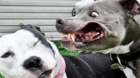 5 Most Dangerous Dog Breeds Funnydogtv