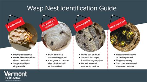 Identifying Different Wasp Nests Vermont Pest Control Local Pest