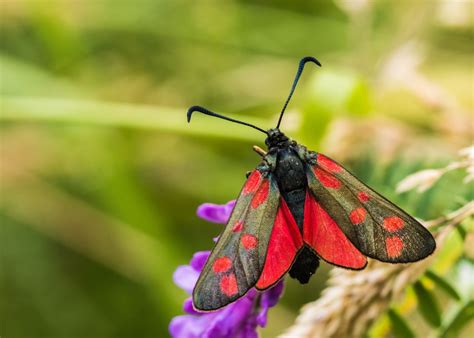 Different types of insects for kids. Types of Insects - Animal Sake