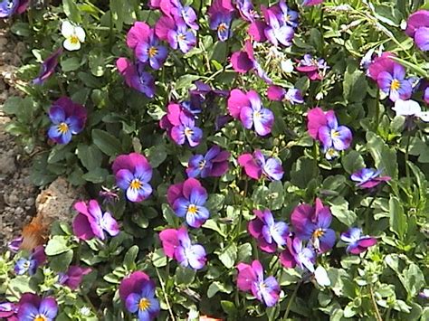 Fileviola Cornuta Flower Wikimedia Commons