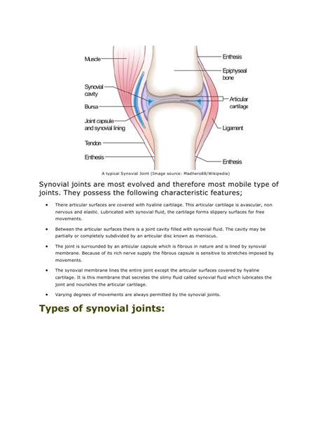 A Typical Synovial Joint Pdf Anatomical Terms Of Motion Joint