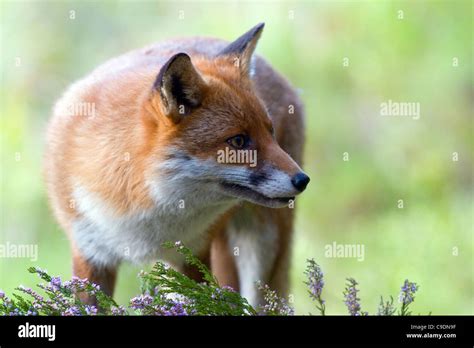 Red Fox Vulpes Vulpes On The Mountain Stock Photo Alamy