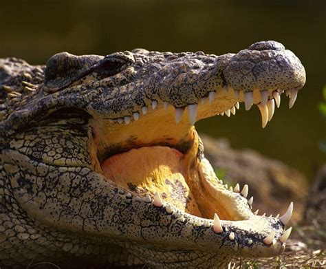 Australian Crocodile Tours Adventures Cruises Crocodile Farms