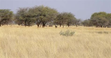 African Savanna Biome Characteristics Pets Lovers