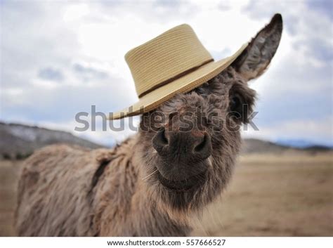 2057 Donkey With Hat Images Stock Photos And Vectors Shutterstock