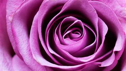 Flower Background Rose Purple Pink Romance 1920