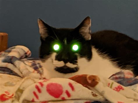 I Got This Cats Eyes To Perfectly Glow Roddlysatisfying