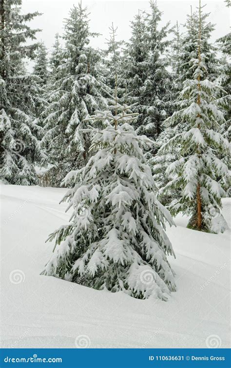 Fir Tree In A Fresh Snow In A Winter Forest Under Overcast Sky Stock