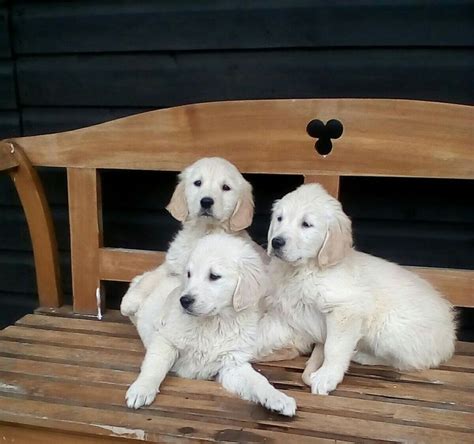 They make an ideal family dog and pet, play well with children, are easy retrieving characteristics: Golden Retriever puppies for sale FOR SALE ADOPTION in ...