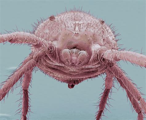 Predatory Mite Photograph By Steve Gschmeissner Fine Art America
