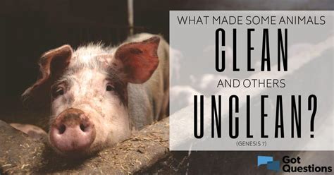 What Made Some Animals Clean And Others Unclean Genesis 7