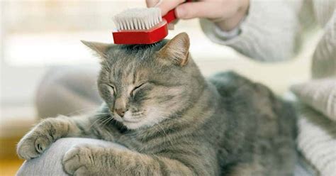 This cat brush features an ergonomic handle designed to prevent hand and wrist strains, making it a good choice for older pet parents. Come spazzolare un gatto, sia a pelo lungo che a pelo corto.