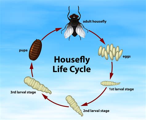 Insect Reproduction Cycle