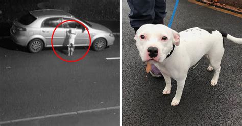 Download the perfect dog and owner pictures. Hidden Camera Shows Dog Being Abandoned, And Desperately ...