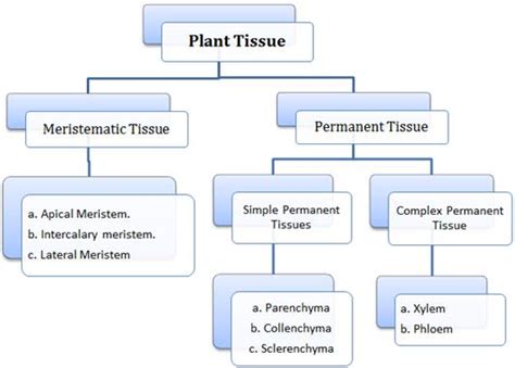 Anatomy Of Flowering Plants Revision Notes Gyan Darpan
