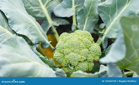 Broccoli Plant Growing In Organic Vegetable Garden Stock Photo Image