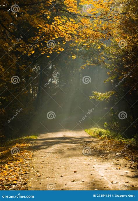 Autumn Forest And Sunbeam Stock Photo Image Of Landscape 27354124