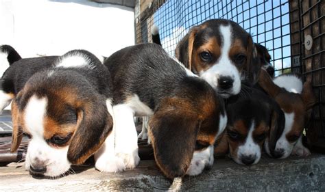 Maybe you would like to learn more about one of these? Simply Gorgeous N Adorable Beagle Babies - Beagle Mania