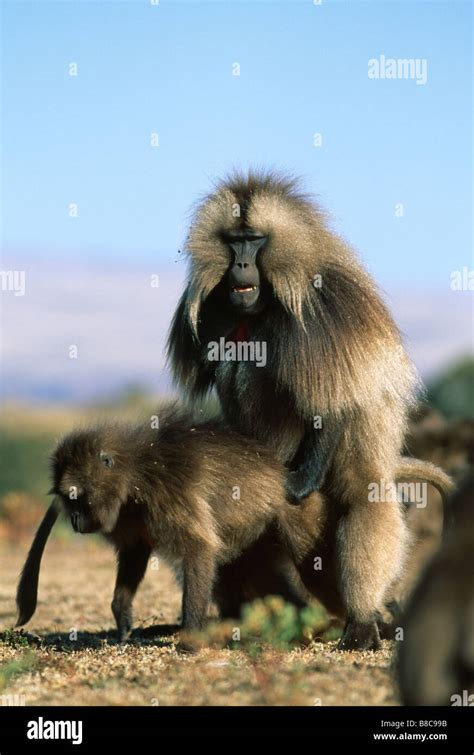 Ázott Függelék Kevés Baboon Mating Ritual Három Ujjlenyomat Dzsungel