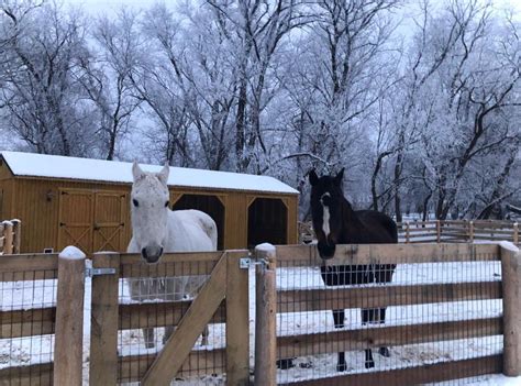 Enhance Livestock Safety with Animal Shelters and Tack Rooms - Casper's