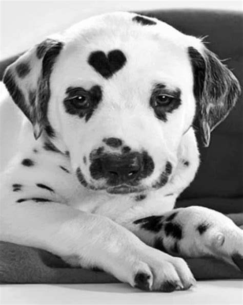 Black And White Dalmatian Dogs Paint By Numbers Painting By Numbers