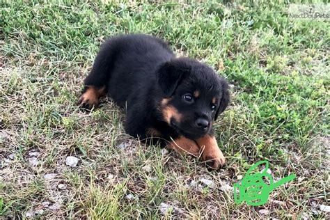 Much can be heard about these dogs from people who know almost nothing about them: Rottweiler puppy for sale near Kansas Cityb, Missouri. | 648e131b-d5d1