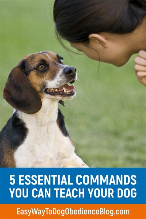5 Essential Commands You Can Teach Your Dog Easy Way To Dog Obedience