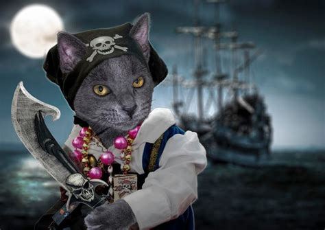 Cat Pirate