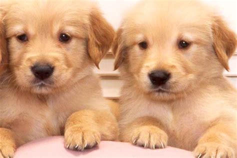 Golden retrievers are among america's most popular breeds. Roundworms in Dogs: Symptoms, Treatment, and Prevention