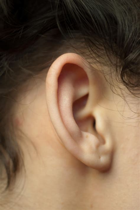 Study Of Female Ear By Amdgfinearts On Deviantart