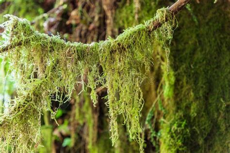 Moss Hanging From A Tree Branch Stock Image Image Of Washington