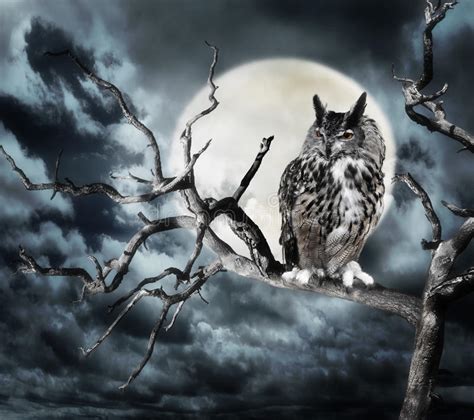 Owl On A Tree At Night Stock Photo Image Of Eyes Dark 35286312