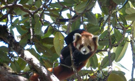 Where Do Red Pandas Live And Other Red Panda Facts Stories Wwf