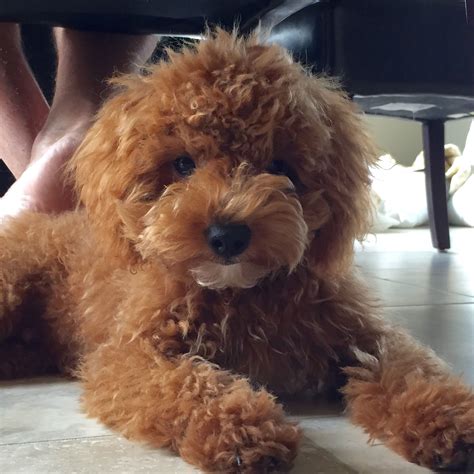 Moss creek goldendoodles is a premium home breeder of english goldendoodle puppies located in sunny central florida. Toy Goldendoodle puppy Yogi - Tap the pin for the most ...