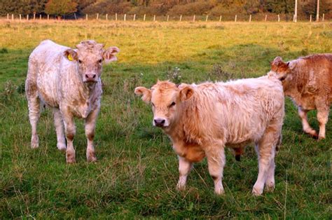 Can A Cow Have Twins Why When How And Interesting Facts Animal Queries