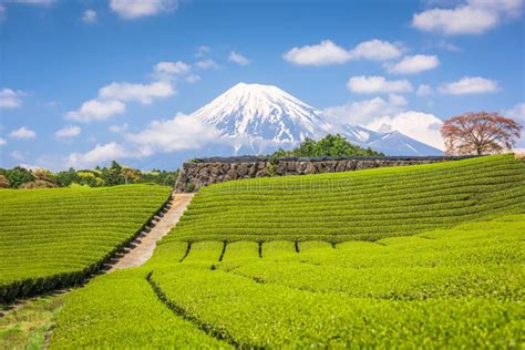 Fuji Japan At Mt Fuji And Tea Fields Stock Photo Image Of Fields