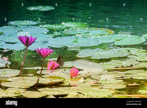 Nymphaea Nouchali Or Nymphaea Stellata Common Name Red Water Lily Is