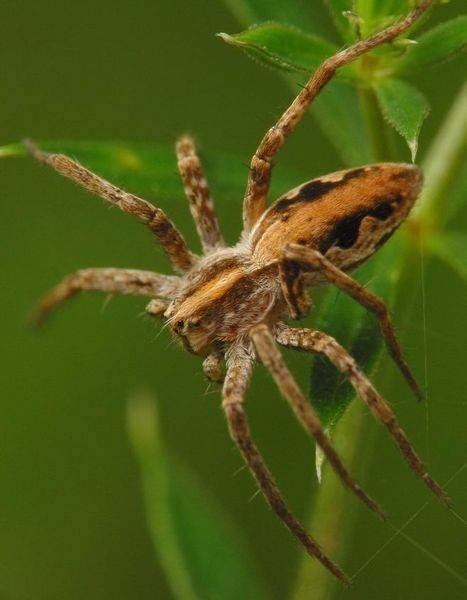 How To Identify Spiders In Connecticut Sciencing