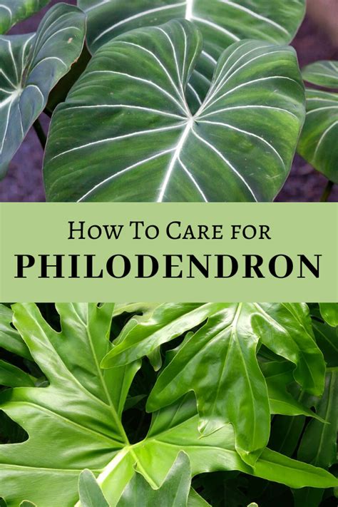 How To Care For Philodendron Philodendron Plant Care In 2020 Philodendron Plant Plant Care