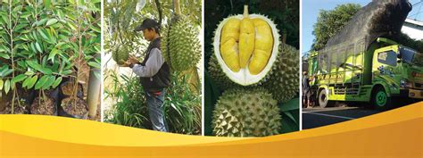 Cara membuat pohon durian musang king kaki ganda berhasil. Bibit Durian Super Banyumas Kemranjen Alasmalang Unggul ...