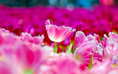 Pink Tulips In Spring