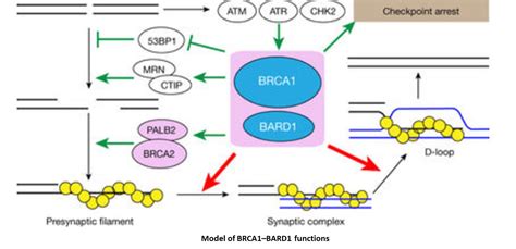 How Brca12 Mutations Cause Cancer Science Mission