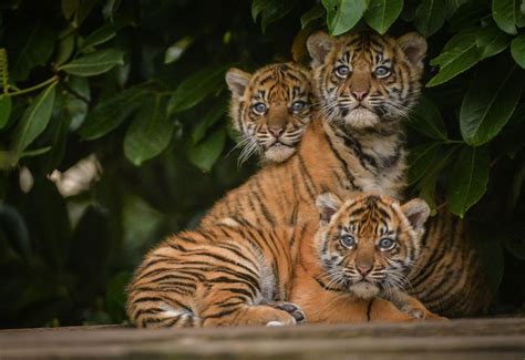 Sumatran Tiger Trio Got Their Stripesand Names Zooborns