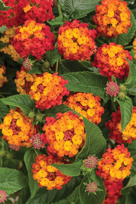 Lantana Camara Luscious Royale Lemon Tart Pleasant View Gardens