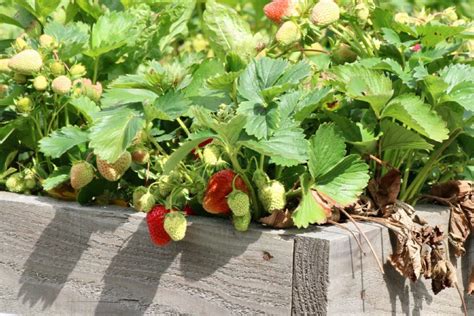 How To Build A Raised Strawberry Bed Strawberry Plants