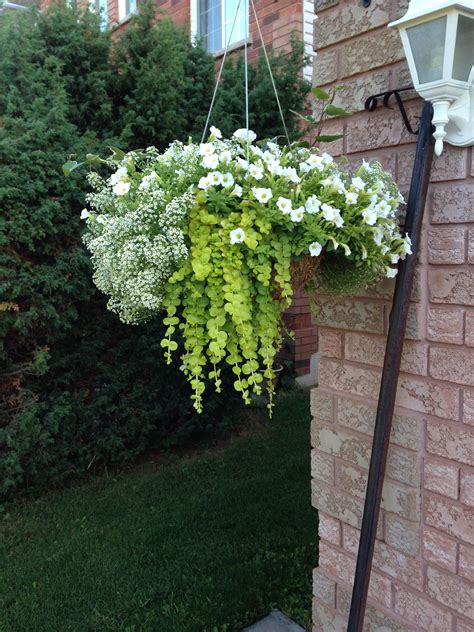 White And Green Hanging Basket For The Full Sun Trailing Allysum Has
