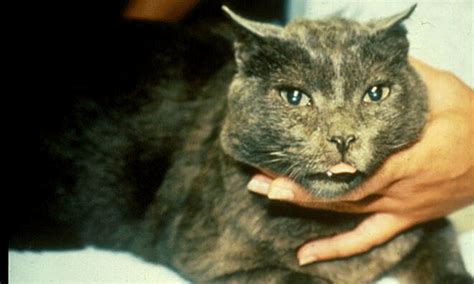 For example, if your cat is in heart failure as a result of the acromegaly, he/she may not be a candidate. Insulin Resistance in a Diabetic Cat | Clinician's Brief